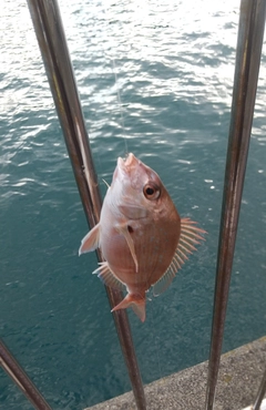 チャリコの釣果