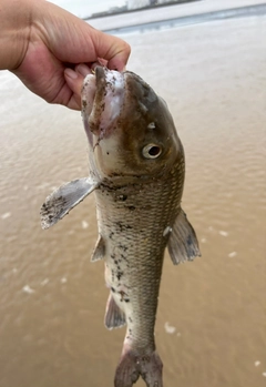 ニゴイの釣果