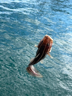 ゴンズイの釣果