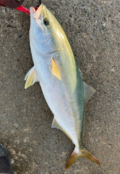 フクラギの釣果