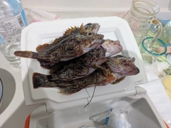 カサゴの釣果