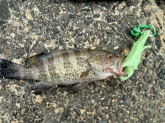 オオモンハタの釣果