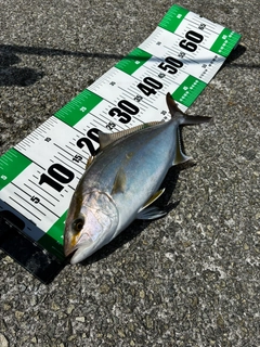 シオの釣果