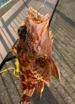 カサゴの釣果