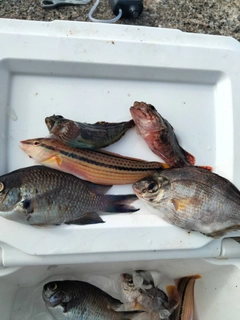 スズメダイの釣果