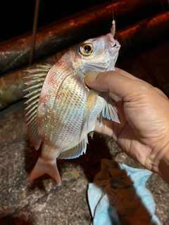 チャリコの釣果