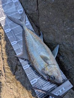 ヒレナガカンパチの釣果