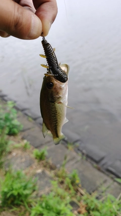 ラージマウスバスの釣果