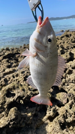 マトフエフキの釣果