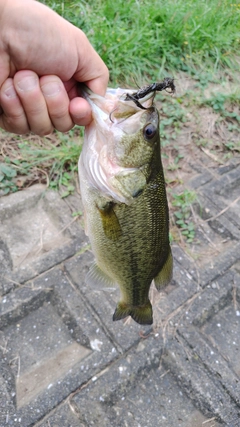 ラージマウスバスの釣果