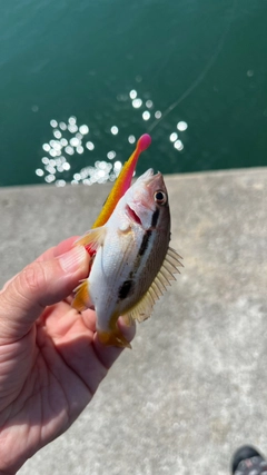 クロホシフエダイの釣果