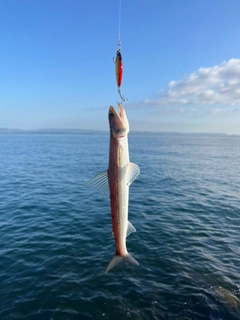 エソの釣果