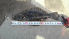 ヒラメの釣果