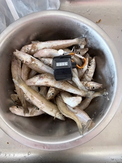 キスの釣果