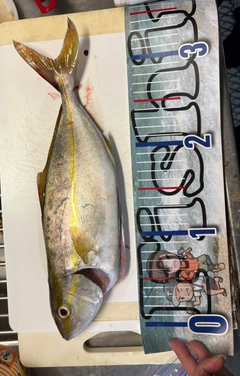 シオの釣果