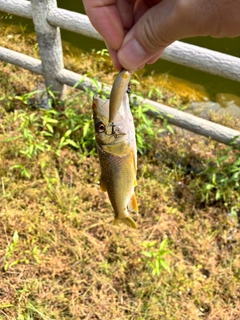 ハスの釣果
