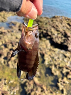 ヤミハタの釣果