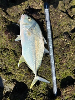 オニヒラアジの釣果