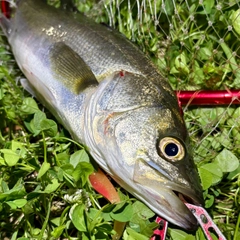 セイゴ（マルスズキ）の釣果
