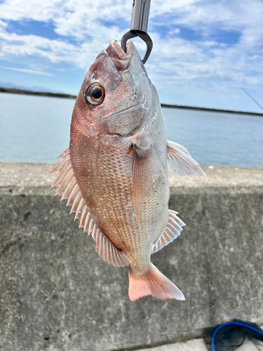 なべべさんさんの2026年09月23日(水)の釣行(山形県 - 酒田本港