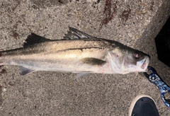 スズキの釣果