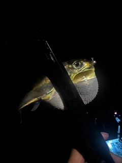 シロサバフグの釣果