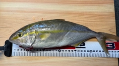 ショゴの釣果
