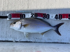 ショゴの釣果