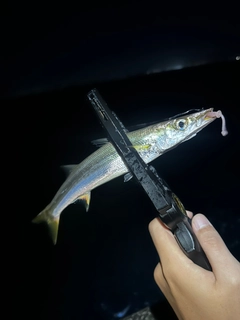 カマスの釣果