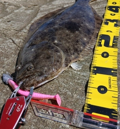 ヒラメの釣果