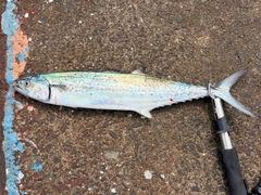 サゴシの釣果