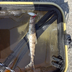 釣果