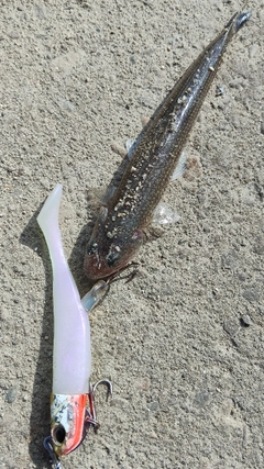 エソの釣果