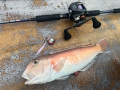 シロアマダイの釣果