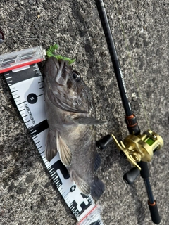 アイナメの釣果