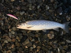 アメマスの釣果