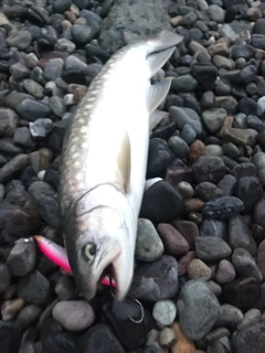 アメマスの釣果