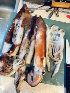 スルメイカの釣果
