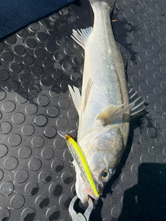 スズキの釣果