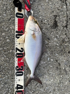 ネイリの釣果