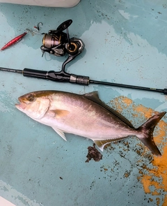 ショゴの釣果