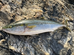 ハマチの釣果