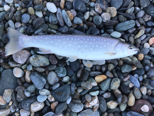 アメマスの釣果