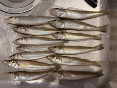 キスの釣果