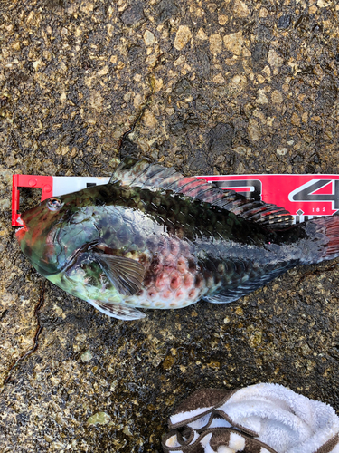 ブダイの釣果