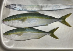 イナダの釣果
