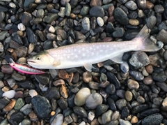 アメマスの釣果