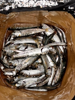 マイワシの釣果