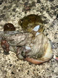 タコの釣果