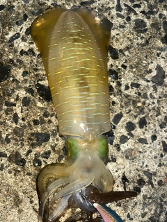 タコの釣果